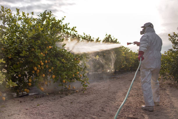 Best Ant Control Services  in Dunnellon, FL